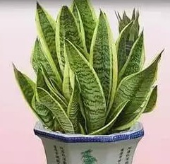 changchunteng