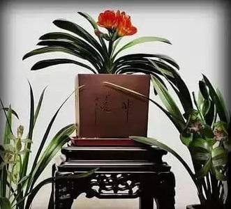 滴水觀音