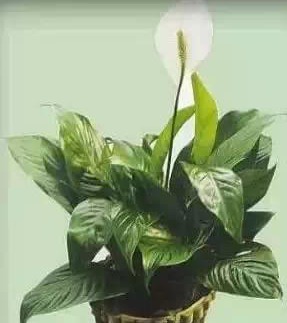 facaishu