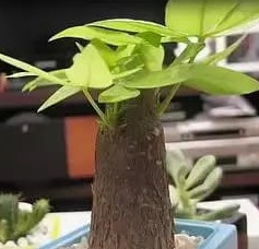 虎尾蘭