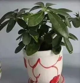 tiexianque